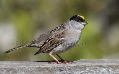 Birds Golden Crowned Sparrow