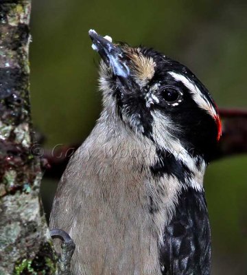 Birds  Woodpeckers