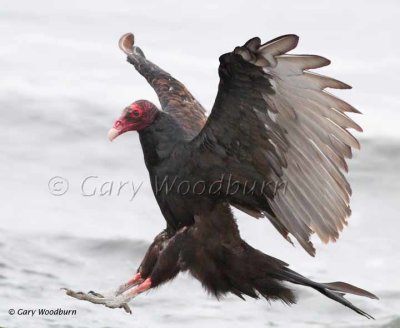 Birds Turkey Vulture