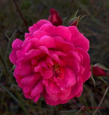 IMG_1487.jpg