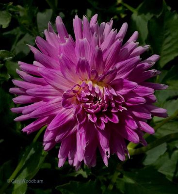 IMG_2362.jpg