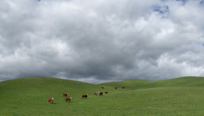 04_2017_Cows_Living_Free_in_the_Hills.jpg