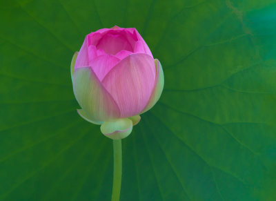 07_2017_Lotus Symmetrical Leaf v2 Simplify BuzzSim.jpg