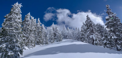 03_2018_Frosted Trees Wider.jpg