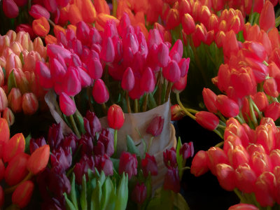 03_2018_pikes tulips 0330.jpg