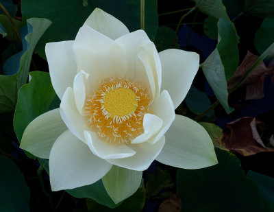 07_2018_White Lotus Full.jpg