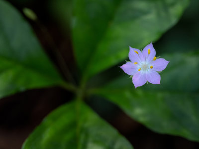 04_2019_Tiny Flower.jpg