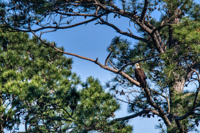 birding