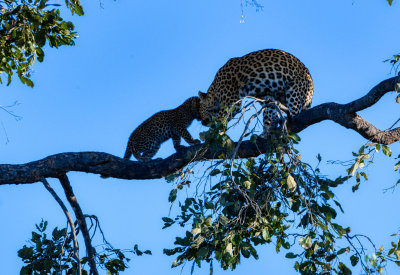 850_0166Mama Leopard and cub