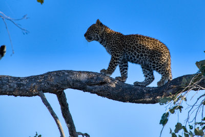 850_0174 Leopard cub
