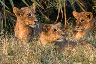 850_0925 Lion cubs: 6 months