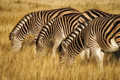850_1088 Plains Zebras