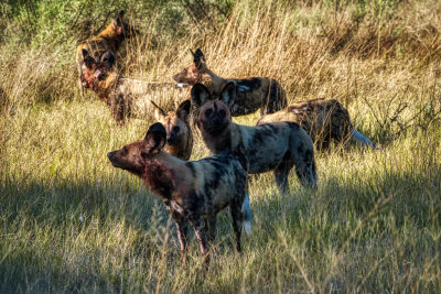 850_1166 Painted Wolves