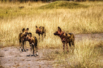 850_1215 Painted Wolves