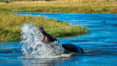 850_1338 King of the Pond: Bull Hippo