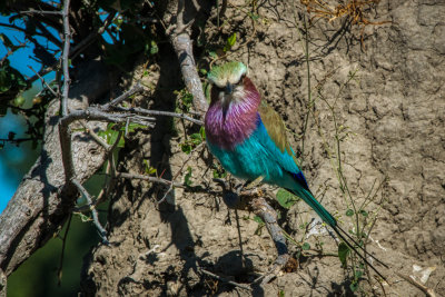 850_1377 Lilac Breasted Roller