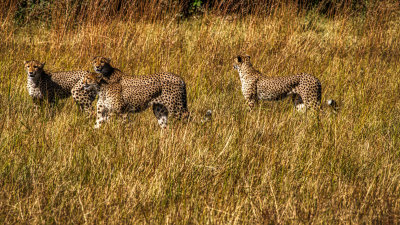 850_1473 Sub Adult Cheetah Siblings