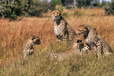 850_1577 Mother Cheetah and her cubs