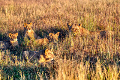 850_1853 Lion Cubs:6 months