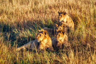 850_1891 Lion Cubs: 6 months