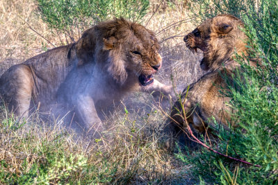 850_2180 Young male lions fighting over impala scraps