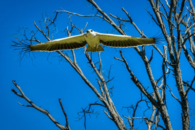 850_2386 Imature Martial Eagle