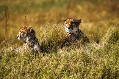 850_1562 Mama Cheetah and cub