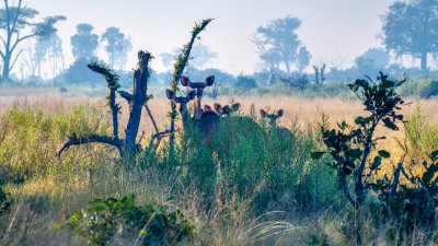 850_2027 Greater Kudu Females