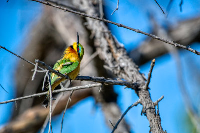 850_2472 Little Bee Eater