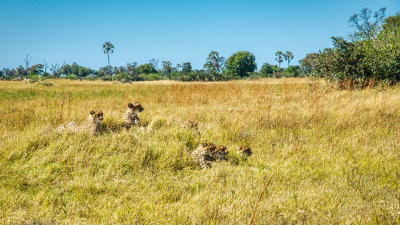 MPA_0262 Mama Cheetah and all five cubs