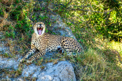 AFR00062-DEB Yawning Cheetah