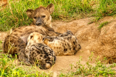 AFR01297-DEB Mama Hyena and pups