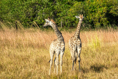 AFR08930-DEB Adolescent Giraffes