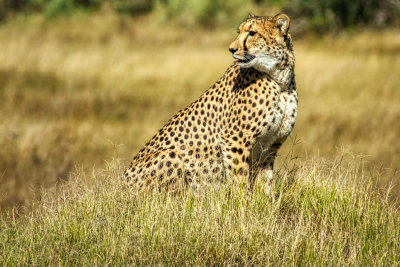 AFR09936-DEB Mama Cheetah