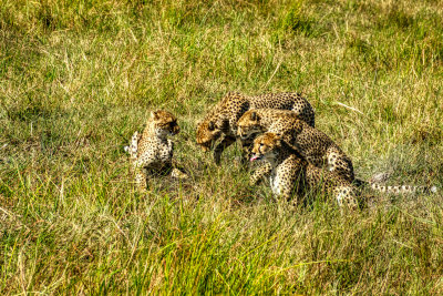 AFR09950-DEB 4 of 5 Cheetah siblings