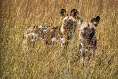 850_0732 DS2002  Painted Wolves / Wild Dogs