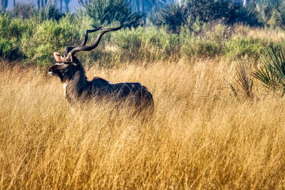 850_2080 DS2002 Greater Kudu Bull