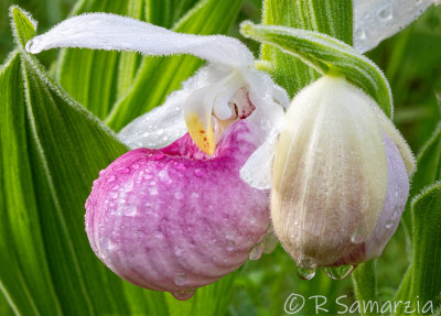 Image 1602 - Showy Lady Slipper - MN's State Flower