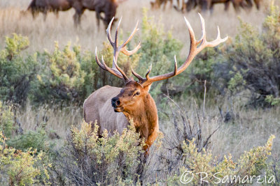 Image 1040 - Montana Bull Elk