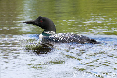Image 2100 - The Common Loon - MN's State Bird
