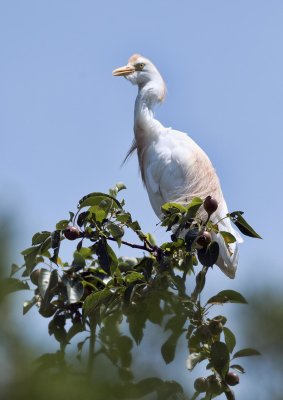 Egret D 5 photos