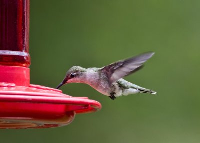 Humming Birds