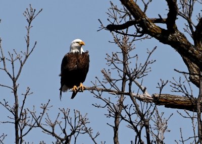Bald Eagle - United States of America National Bird