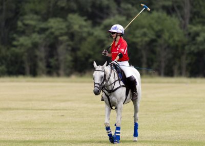 Polo Horse and Riders