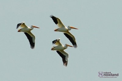 DTC_0878-r.JPG
