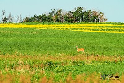 g12/85/856185/3/169479563.rU5Yql9N.jpg
