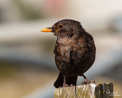 Blackbird (Juvenile).jpg