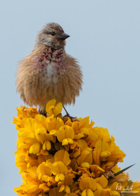 Linnet.jpg