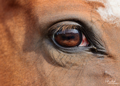 Eye Of A Horse.jpg