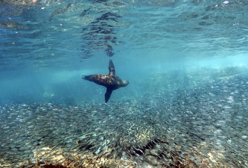 Baja Diving with Fantasea 